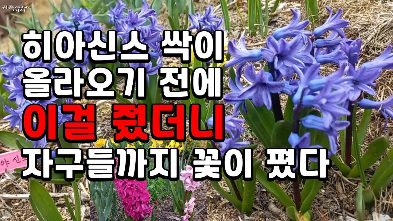 히아신스 싹이 나오기 전에 이걸 주었더니 어린 자구들까지 모두 꽃이  폈어요  / 왕수선화키우기 / 히아신스번식 / 노지정원/히아신스키우기 /튤립/ 구근식물