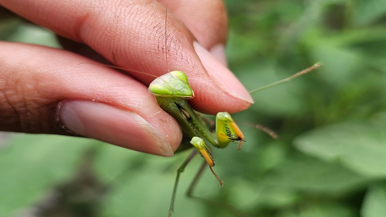 European mantis insect