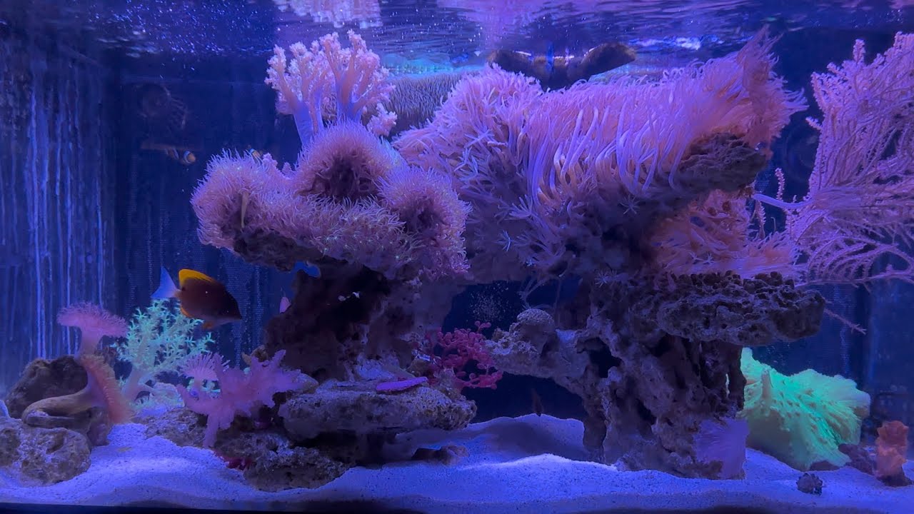 Fluval flex soft coral tank