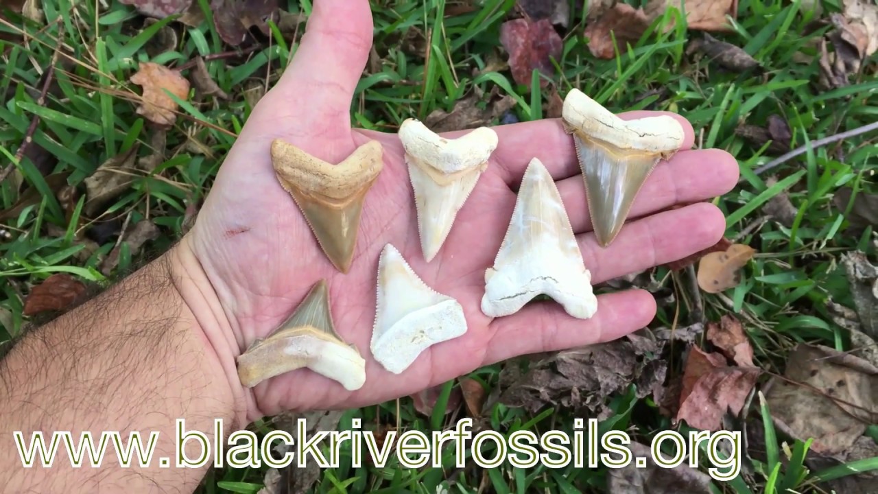 Tropical Teeth - Collecting after Hermine and Hurricane Matthew