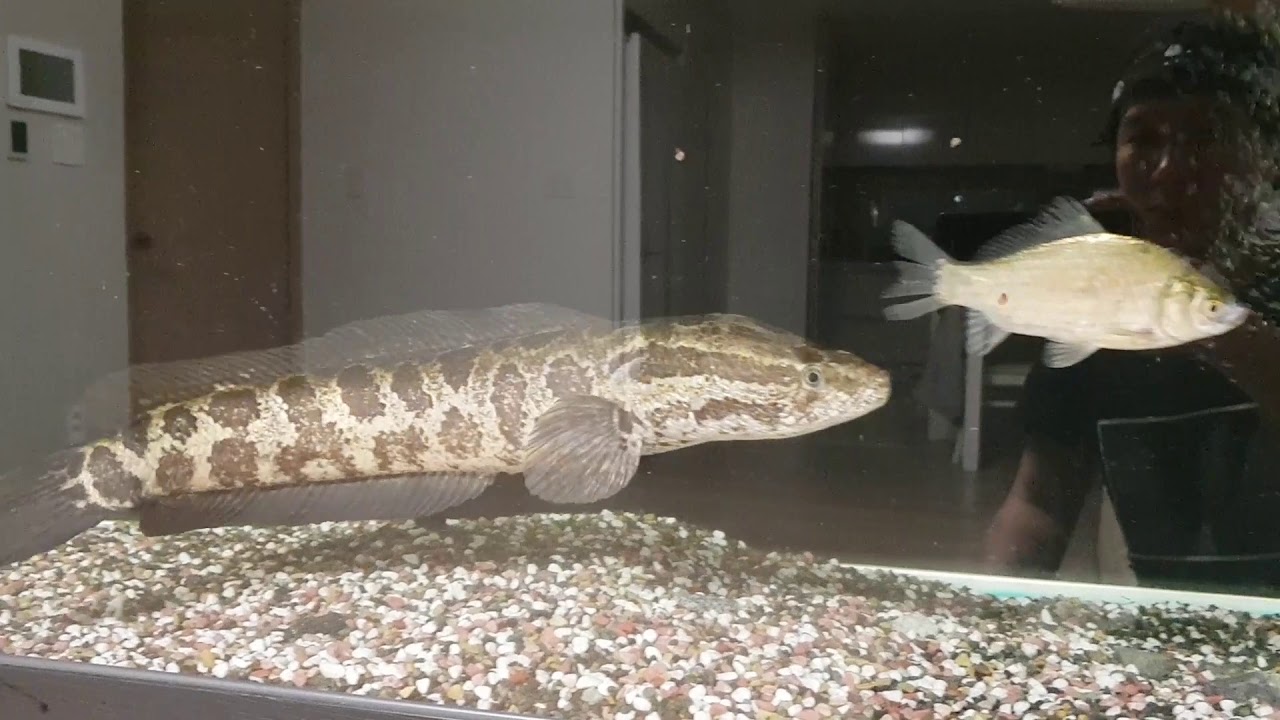 snakehead (가물치 키우기)