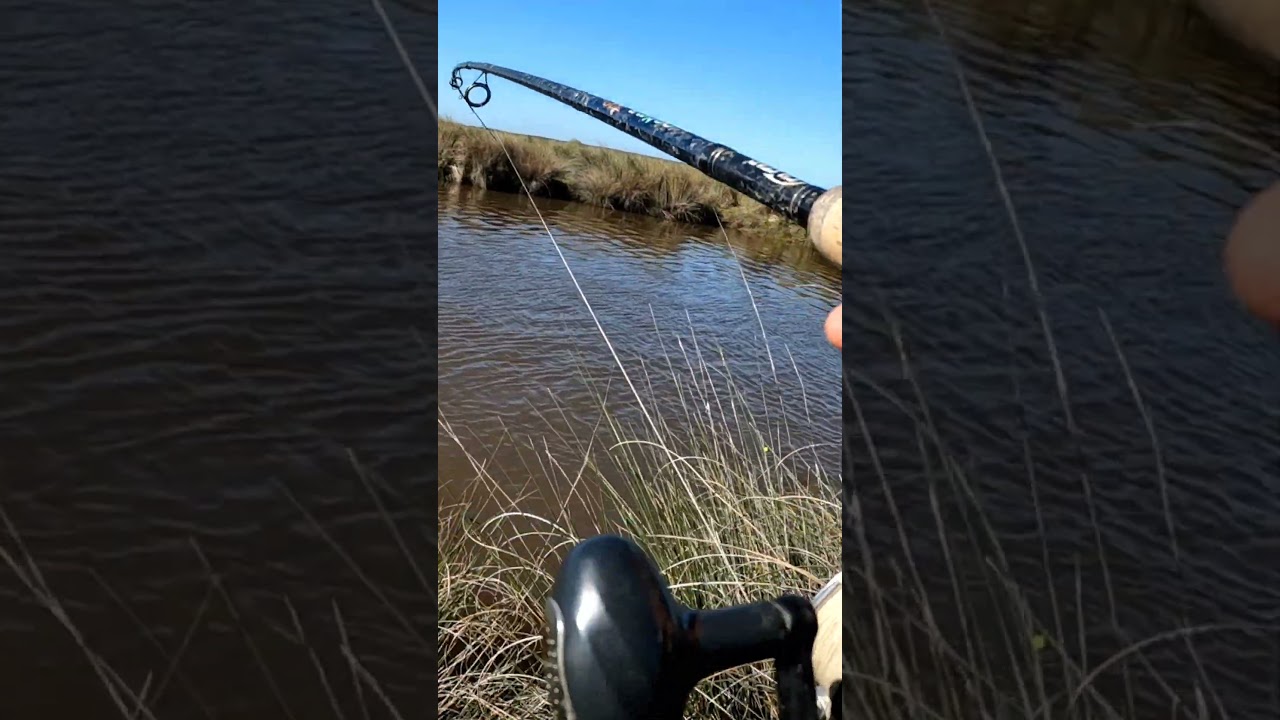 PESCA DE ARROYO APARECIO UN MONSTRUO! TREMENDO BAGRE SAPO #shorts  #pesca  #aventura