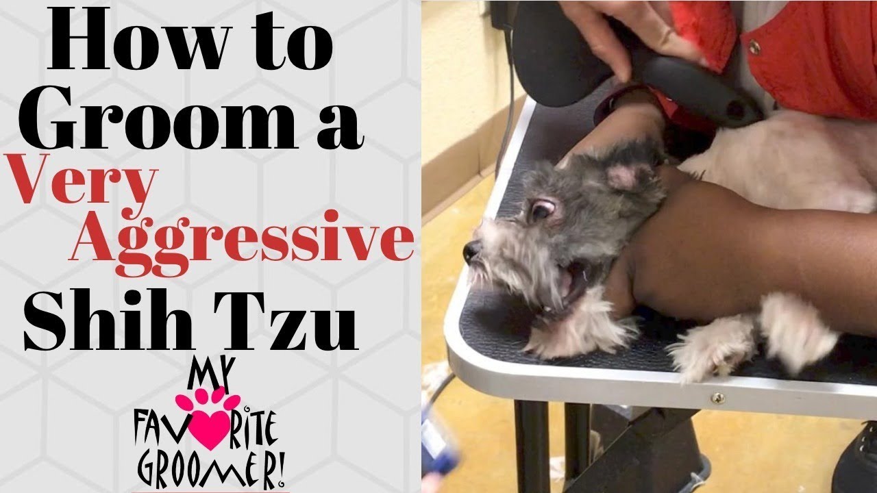 How to Groom a Shih Tzu Very Aggressive