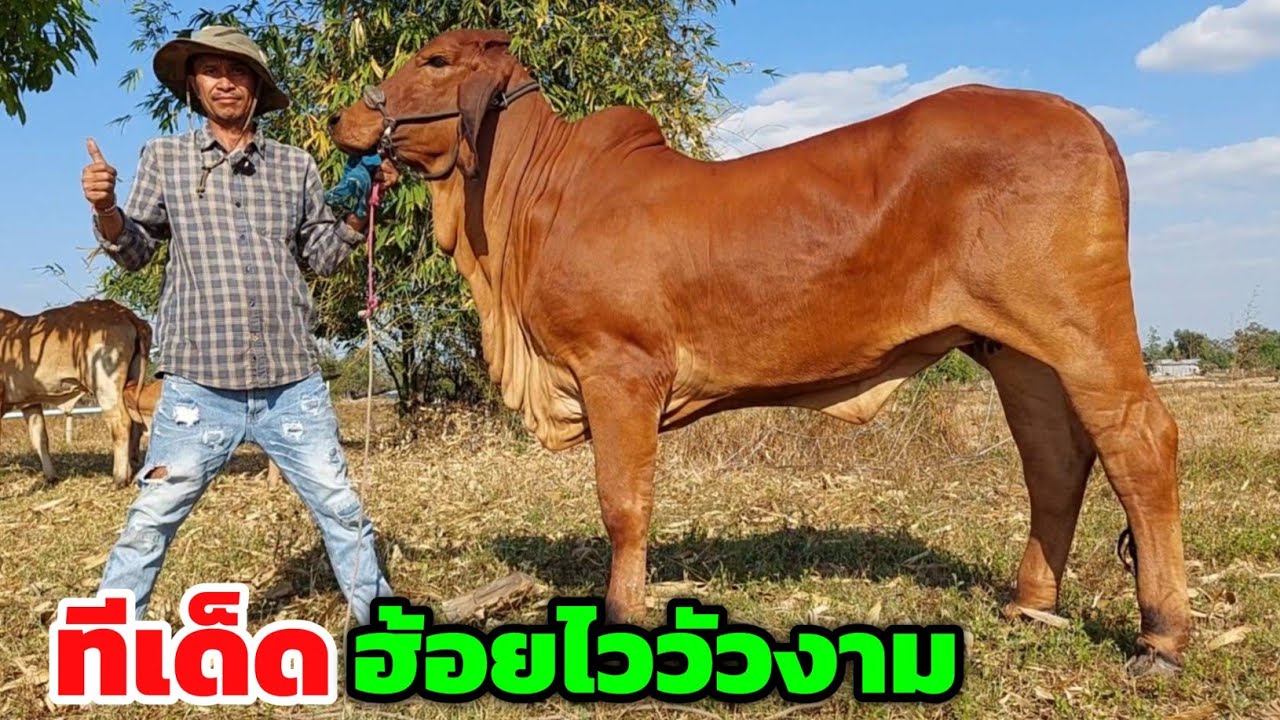 ทีเด็ดฮ้อยไววัวงาม แม่บล็อกหนังหนางามๆ วัวท้อง วัวแม่ลูก รับเเลกเปลี่ยนวัวทุกชนิด ส่งฟรี | 2 ก.พ.69