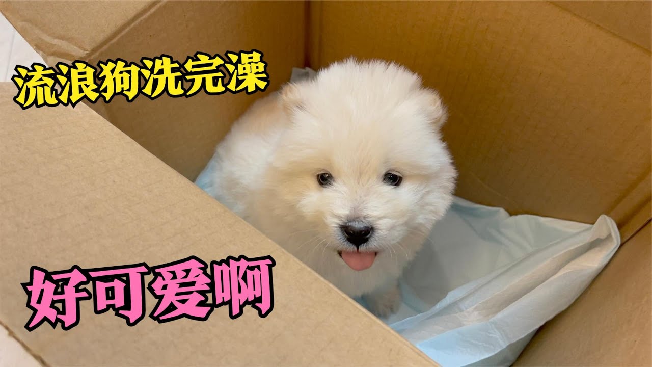 带起路边捡回来的小奶狗去宠物店洗澡，洗完之后变了个样，好可爱