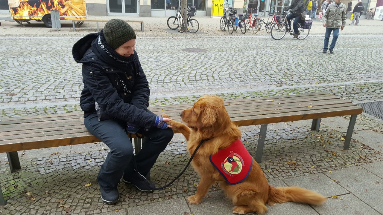 PTBS Assistenzhund Meiko
