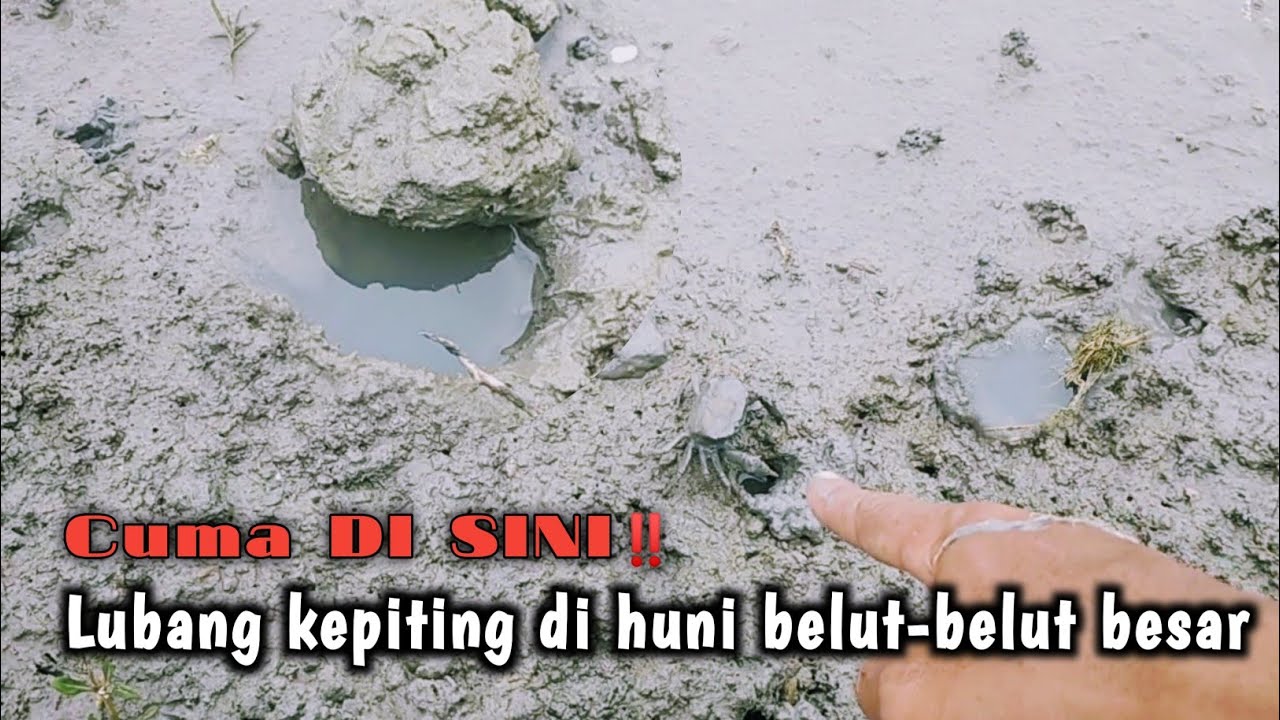 JANGAN TERKECOH‼️CUMA DI SINI LUBANG-LUBANG KEPITING ISINYA BELUT