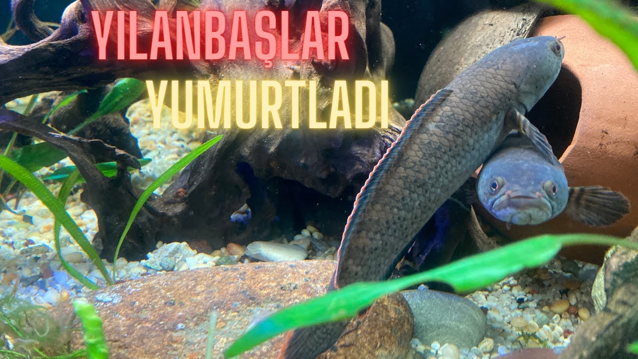 Cüce Yılanbaşlar Yumurtladı - Channa limbata yumurtaları
