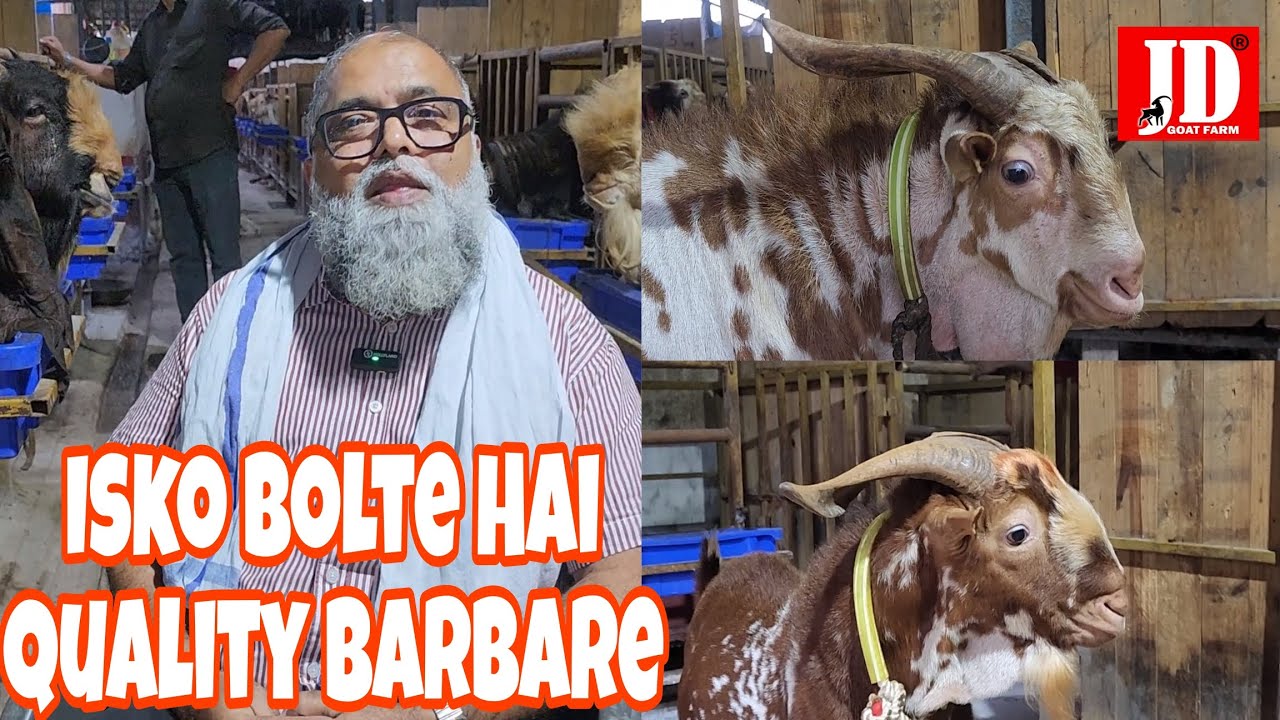 Ayrah Livestock ka Barbaron ka Shauq | JD Goat Farm |