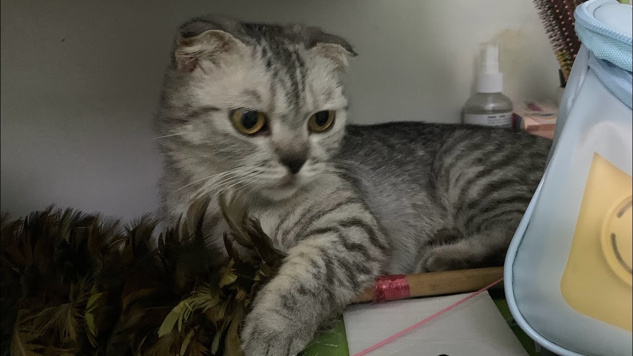 [Meow][250601] | MOONIE | TSUKI | BƠ - mở cửa phòng ra là thấy Bơ