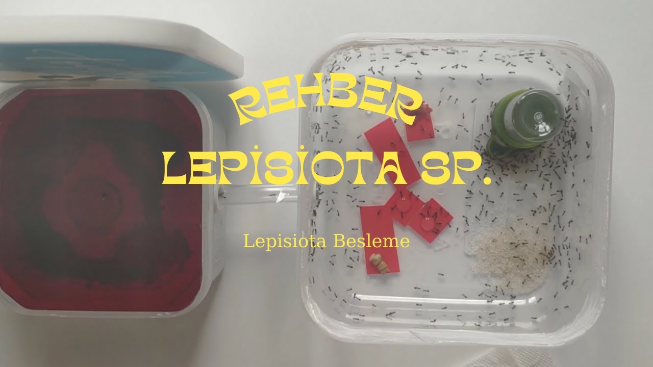 Lepisiota Rehber - Bakım - Besleme