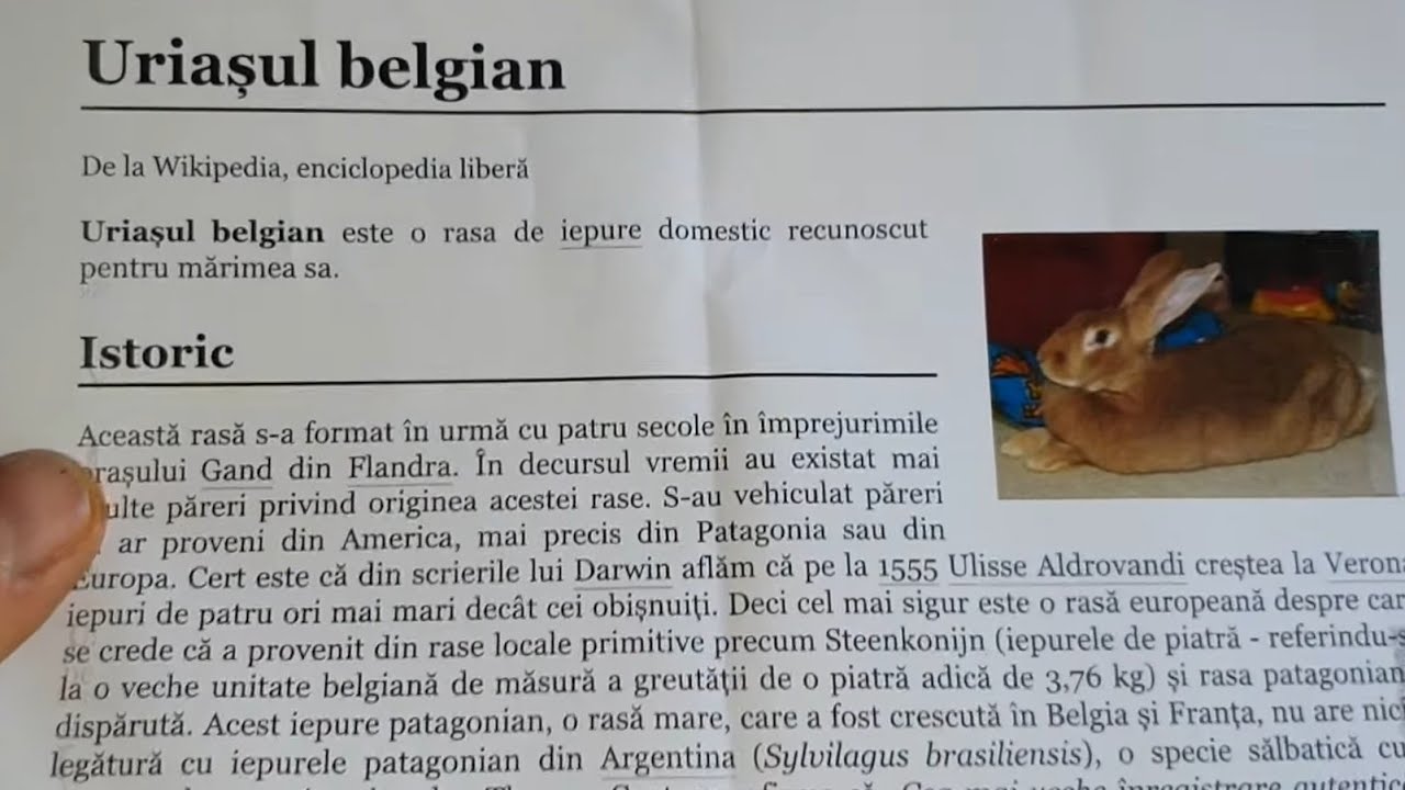 Iepurele Belgian exista sau nu   The Belgian rabbit exists or not FGB  Ep. 563