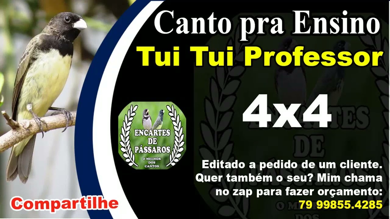 #papacapim #coleiro -- Professor 4x1