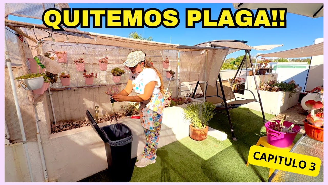 RENOVANDO JARDINERAS | QUITAMOS PLAGA EN SUCULENTAS | CAPITULO 3