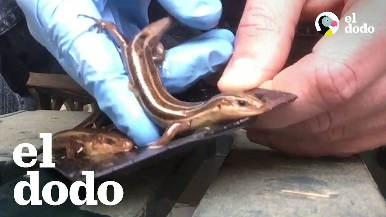 Casi que no se libran estos lagartos atrapados en pegamento | El Dodo