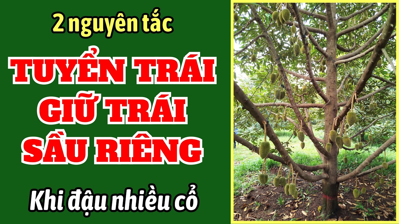 Tuyển trái như thế nào khi cây sầu riêng mang nhiều cổ trái? | 2 nguyên tắc tuyển trái nhiều cổ