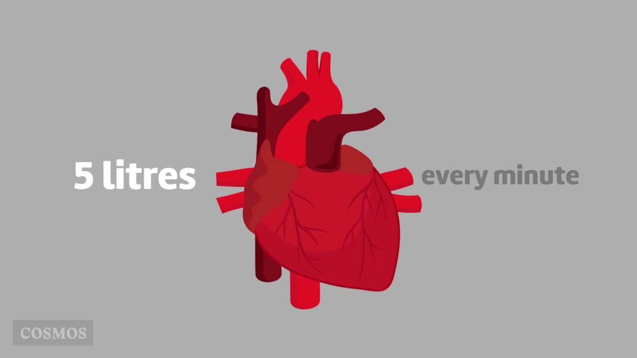 Blood and blood vessels