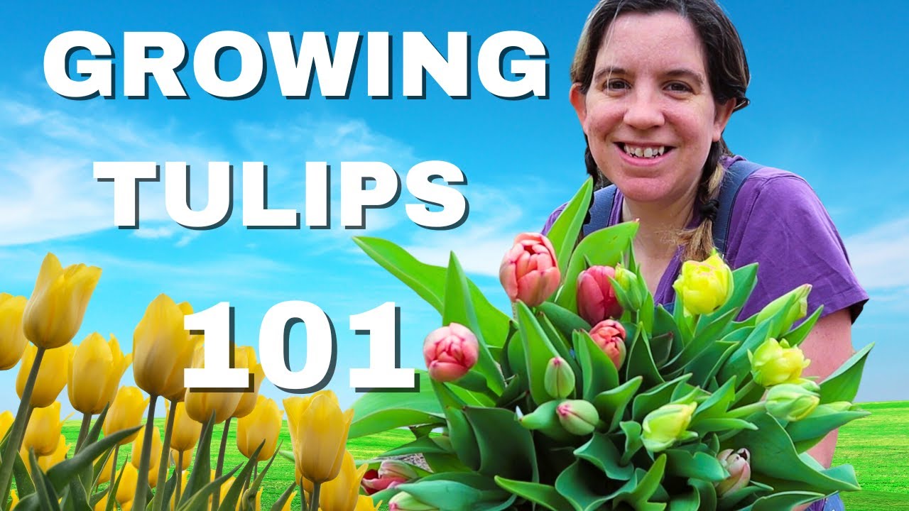 A Beginner's Guide to Growing Tulips in Zone 8B