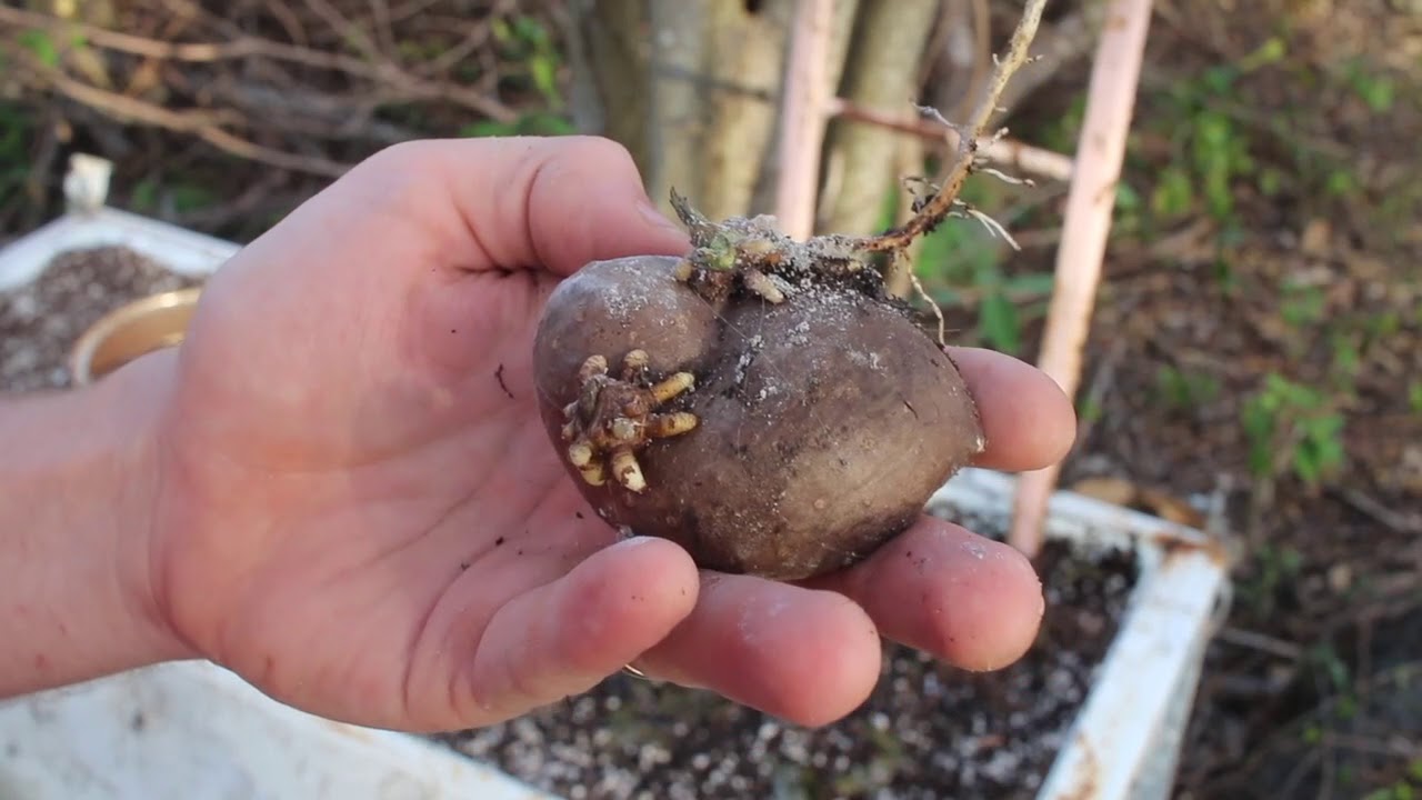 2018 Garden, Day 13: A New Yam Bed & Planting Edible Dioscorea Bulbifera