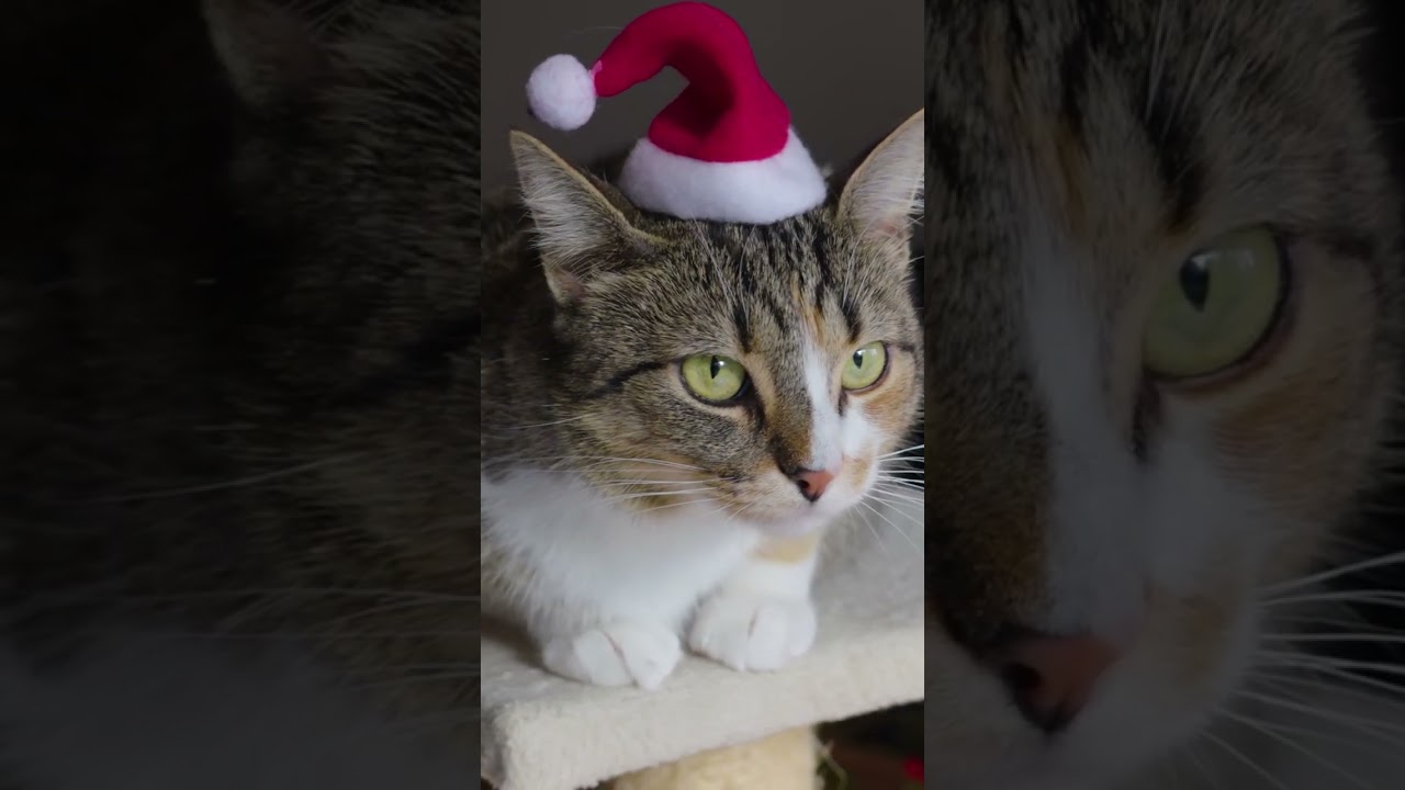 The quiet life of house cats, shaped by instinct, routine, and subtle companionship. #housecats