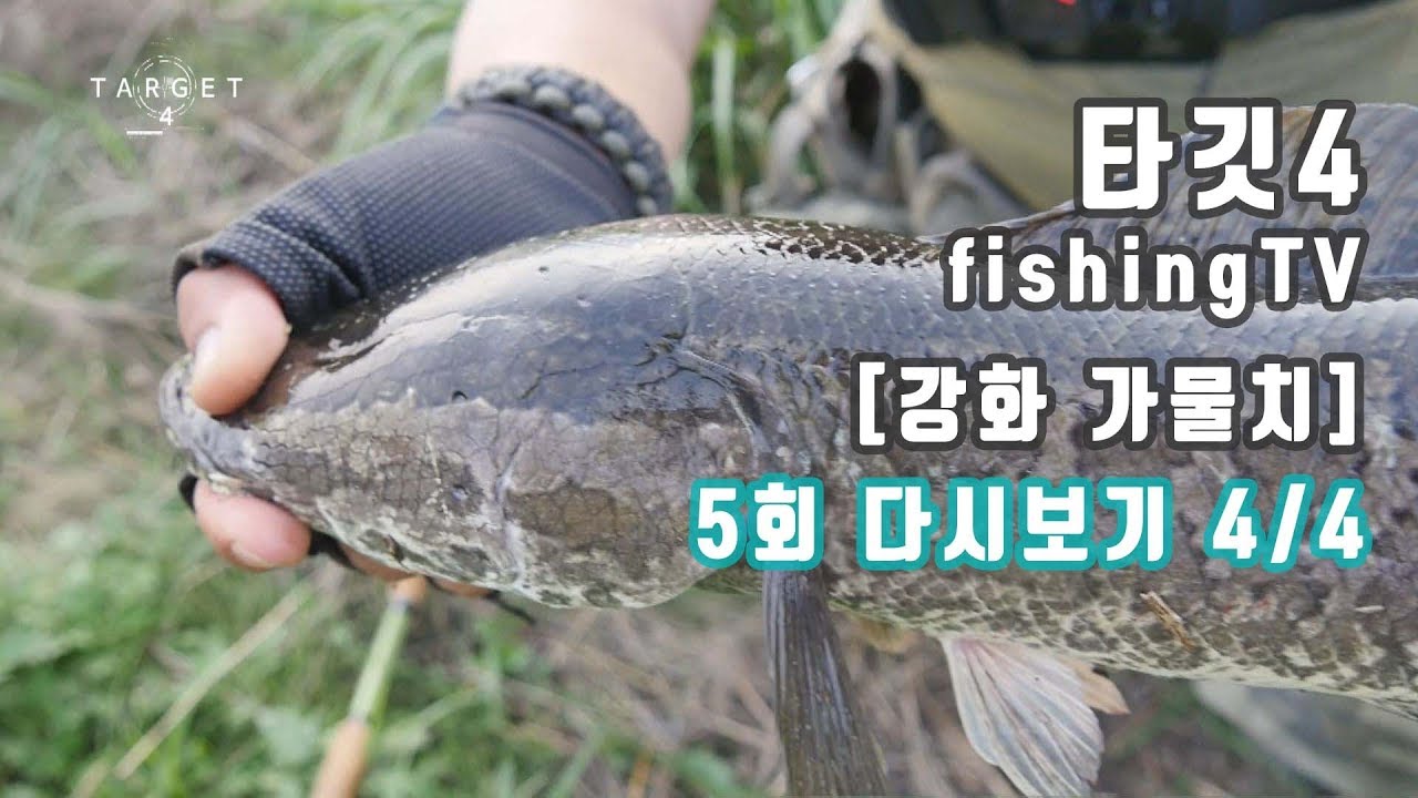 [TARGET4 5회 다시보기 4부] (clean version)  -강화권 가물치 타깃-