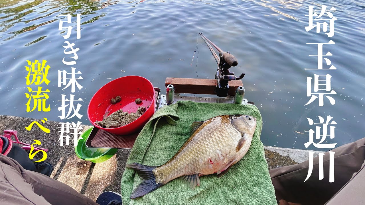 【ヘラブナ釣り】激流の逆川‼️円良田べらのような黒ベラが釣れた！