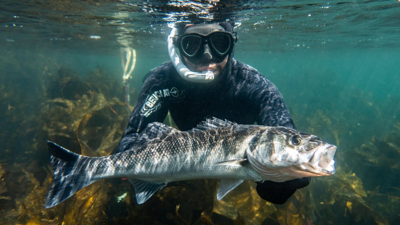 Chasse sous marine itinérante  - Bzh roadtrip - Ep03