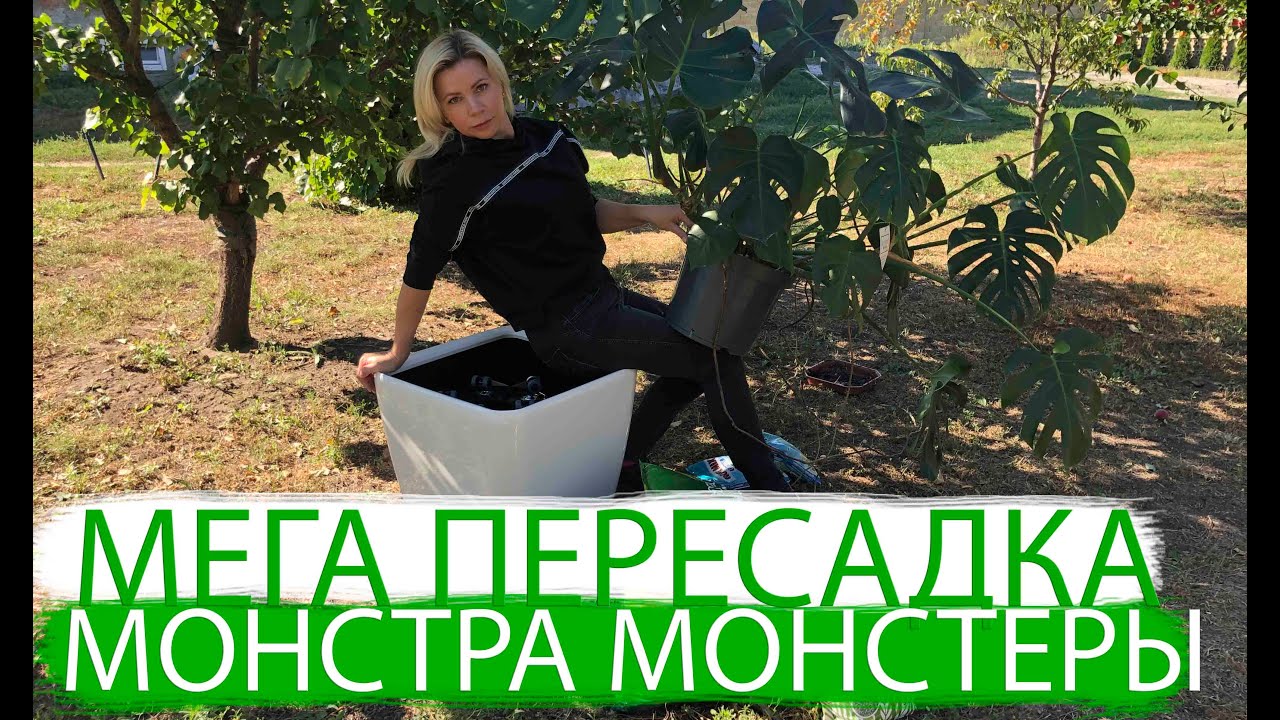 МОНСТЕРА ДЕЛИКАТЕСНАЯ | ПЕРЕСАДКА