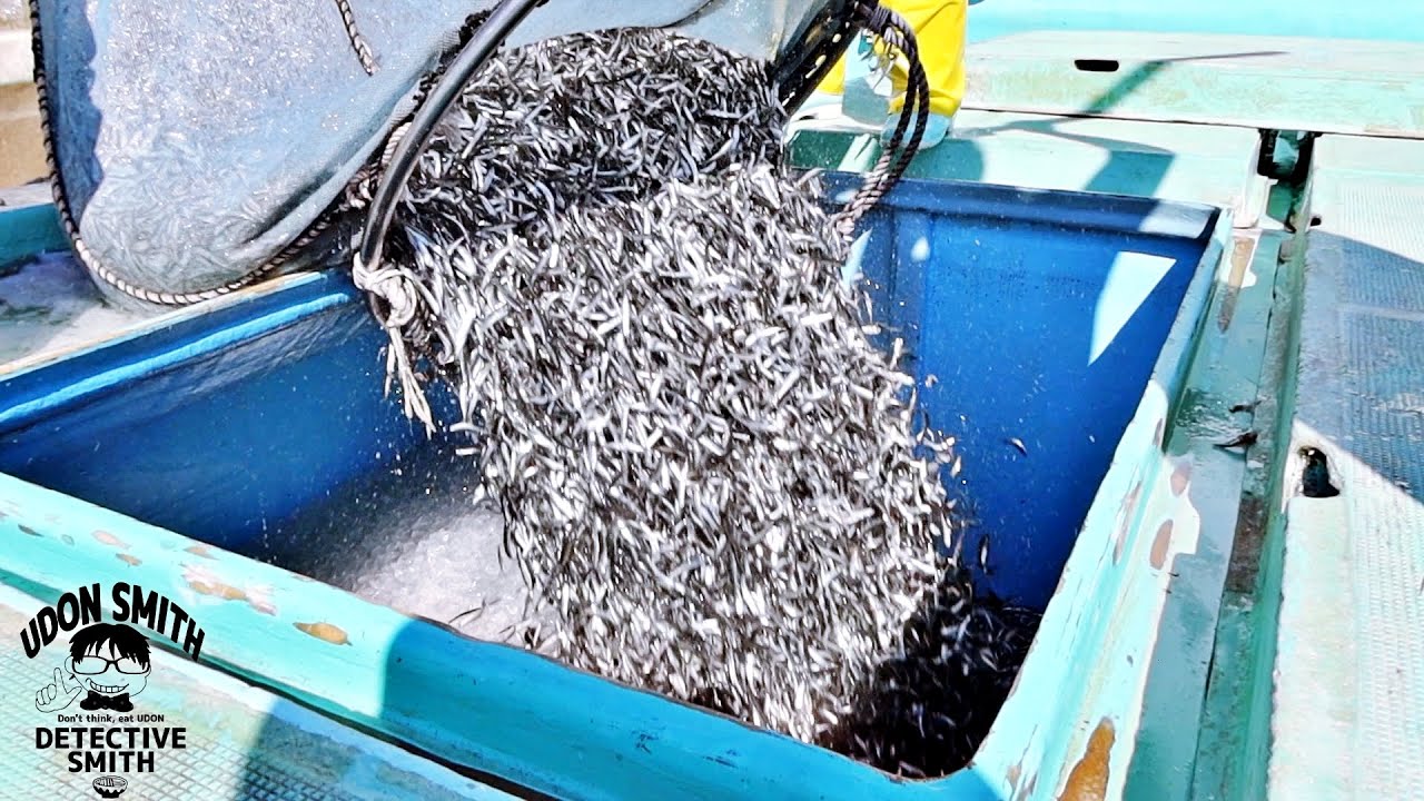 【漁師 密着】 讃岐うどんの要 日本一の“伊吹いりこ”（煮干し）が出来上がる全ての工程【伊吹島】