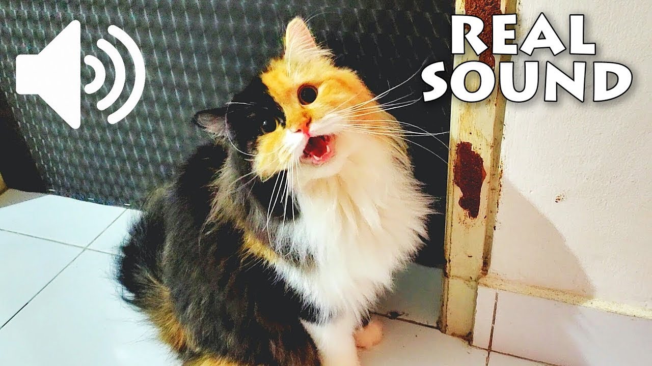 FEMALE CAT IN HEAT MEOWING - MATE CALLING  - PRANK YOUR PETS