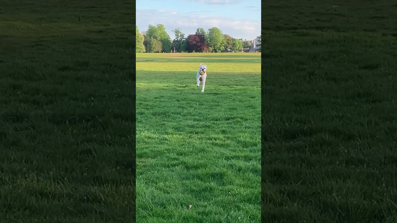 Hex white boxer dog brings back a ball #dog #boxer #whiteboxer #boxerdog #horse #fun #ball #love