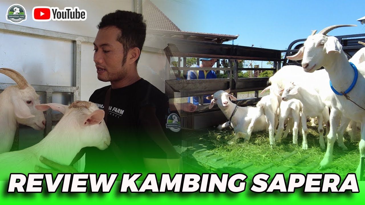Review Kambing Sapera│Kambing Perah unggul yang memiliki produktivitas dan kualitas susu yang baik.