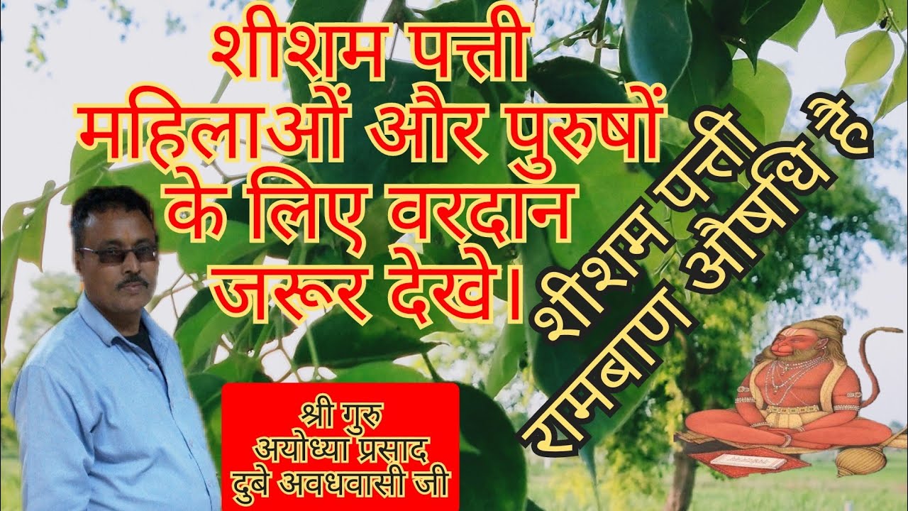 Benefits of rosewood leaves in Hindi. A panacea for women's and men's ailments, according to Shri Guru Ayodhya Prasad Ji.