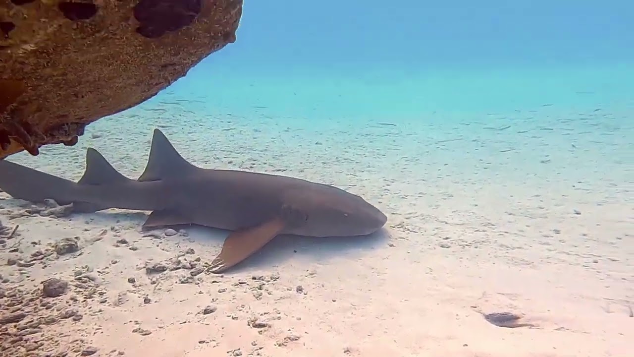 Learn the names of tropical fish in the Bahamas