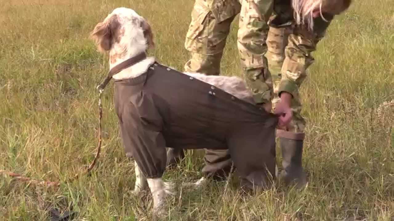 Английский сеттер