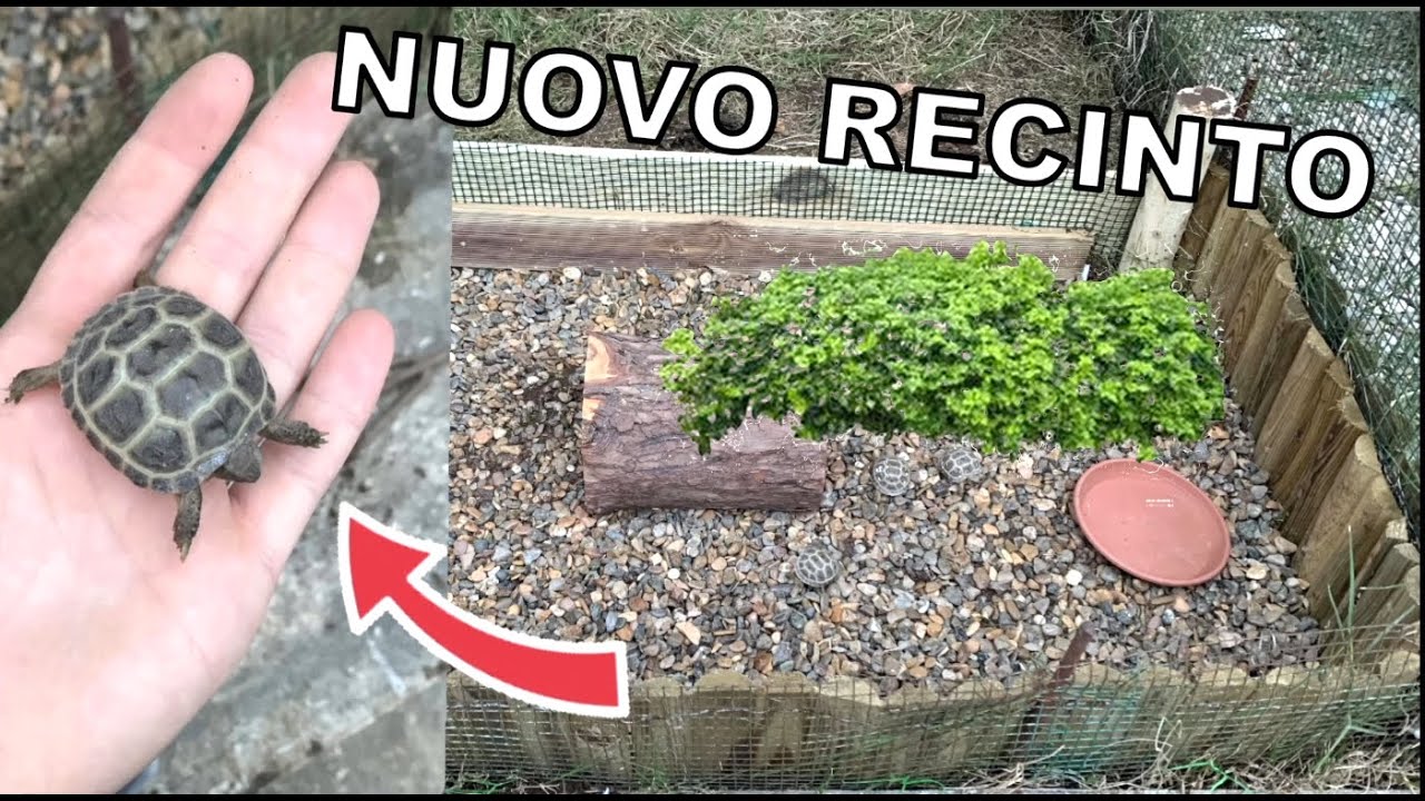 Costruisco il Recinto Perfetto per le Mie Baby Tartarughe 🐢 | Habitat Fai-da-Te per Tartarughe