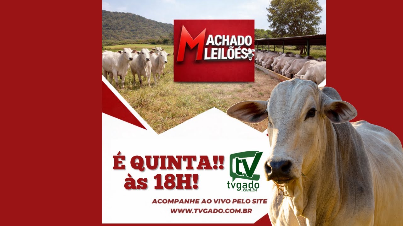 🎥 Leilão Presencial e Virtual Machado Leilões - 🎬 tvgado.com.br