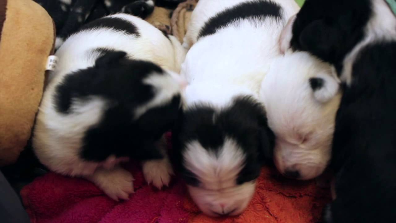 'Almost Home' Dog Rescue Centre