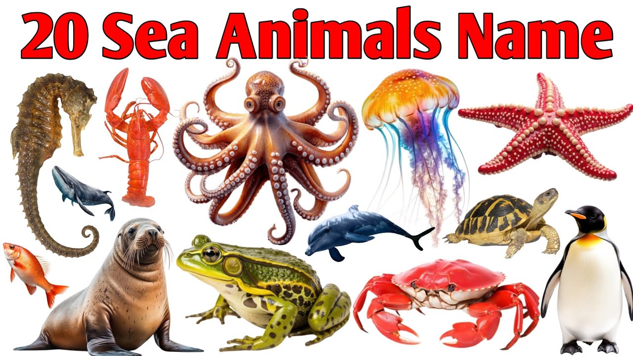 20 समुद्री जानवरों के नाम सीखें बच्चों के लिए | Learn 20 Sea Animal Names for Kids with Pictures