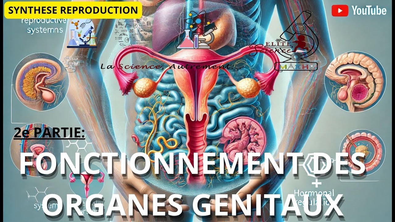 (TS/SVT)📽SYNTHESE REPRODUCTION🔬#2: Fonctionnement et Régulation des Organes Génitaux 🦴🧠