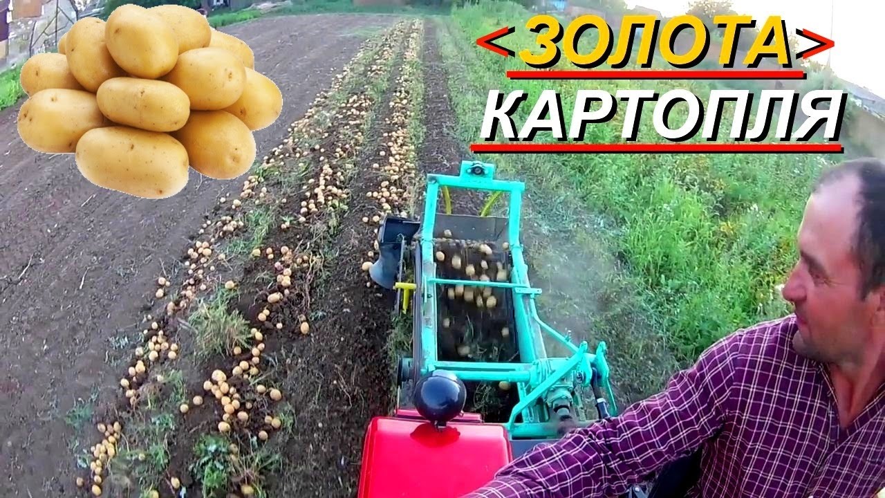 Як вирощують КАРТОПЛЮ в сухих регіонах !!!