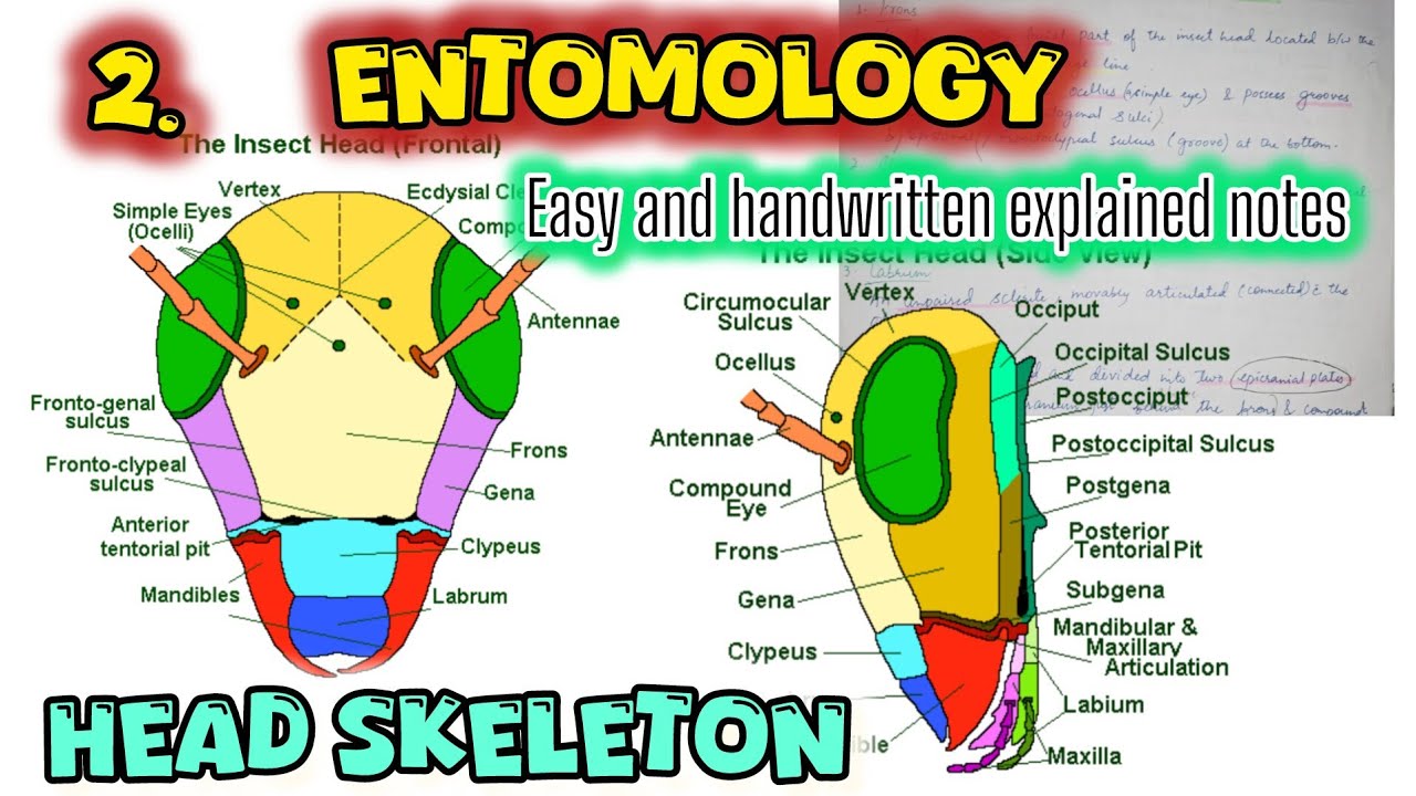 Entomology 2 - Head Skeleton | Easy and handwritten explained notes|  BSc. MSc. Zoology 