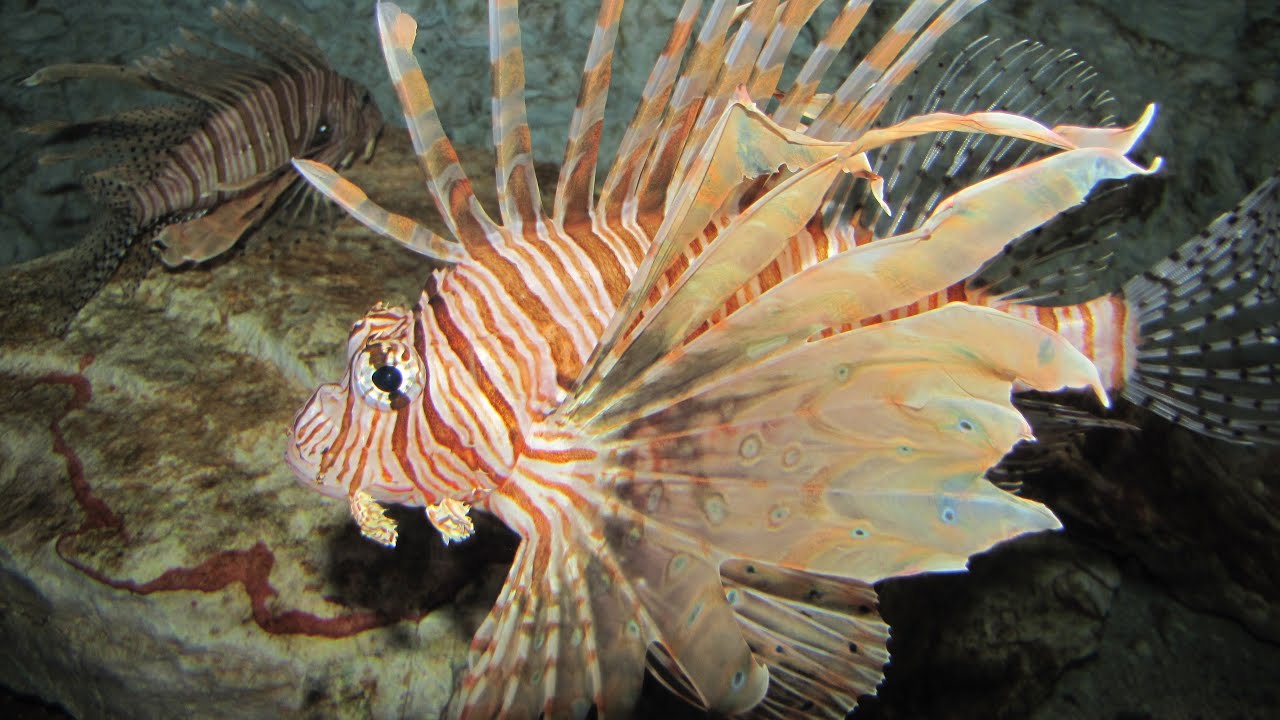 Weird Fish--For Kids!