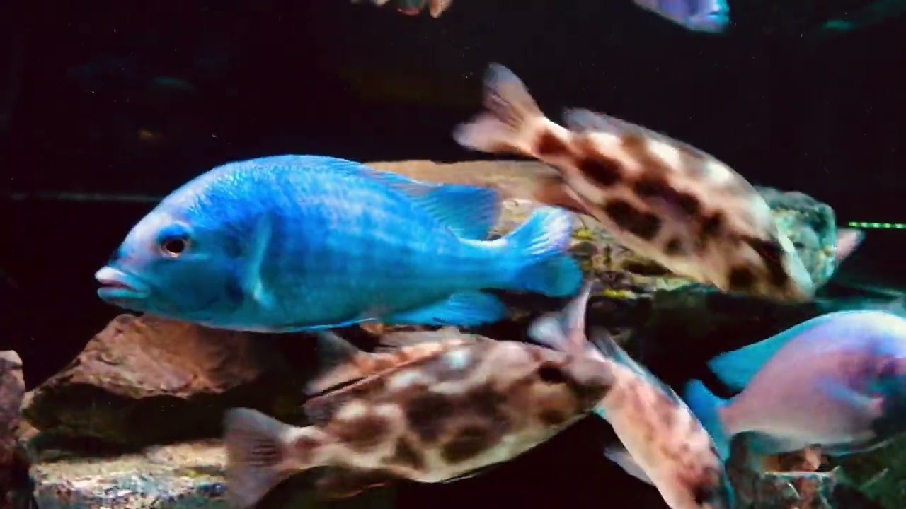 アフリカンシクリッド  african cichlids  熱帯魚　AQUA