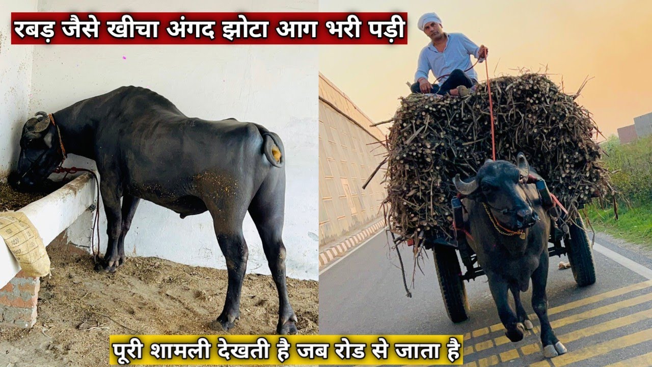 जब शामली बाजार से जाता है दुनिया देखती है इस अंगद झोटे को रबड़ जैसे खीचा पड़ा शेर अंगद झोटा दबंग है