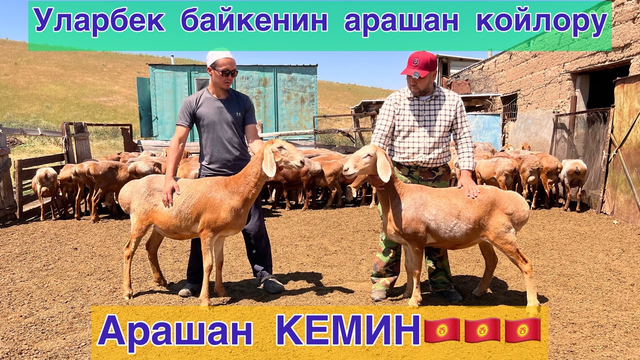 Кеминдин координатору УЛАРБЕК мырзанын АРАШАН асыл тукум койлору 🇰🇬🇰🇬🇰🇬 Сандан сапатка 🔝🔝🔝