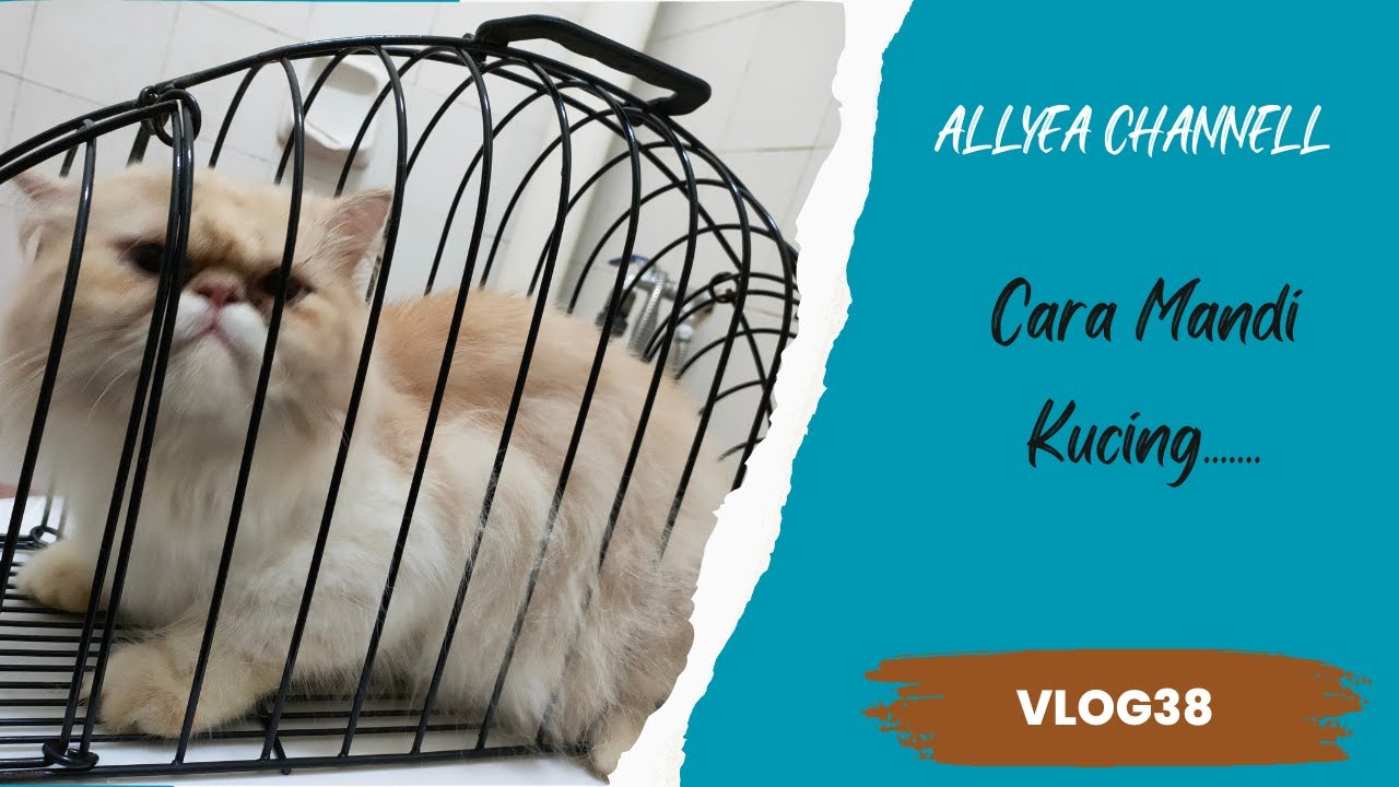 Cara Mandi kucing   VLOG38
