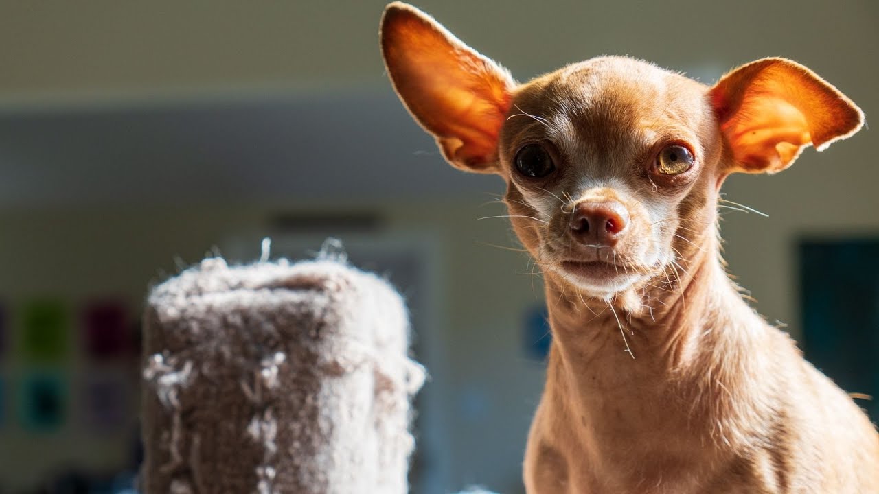 Sick Chihuahua Dog Porter's Test Results and Some Words to Our Commenters.