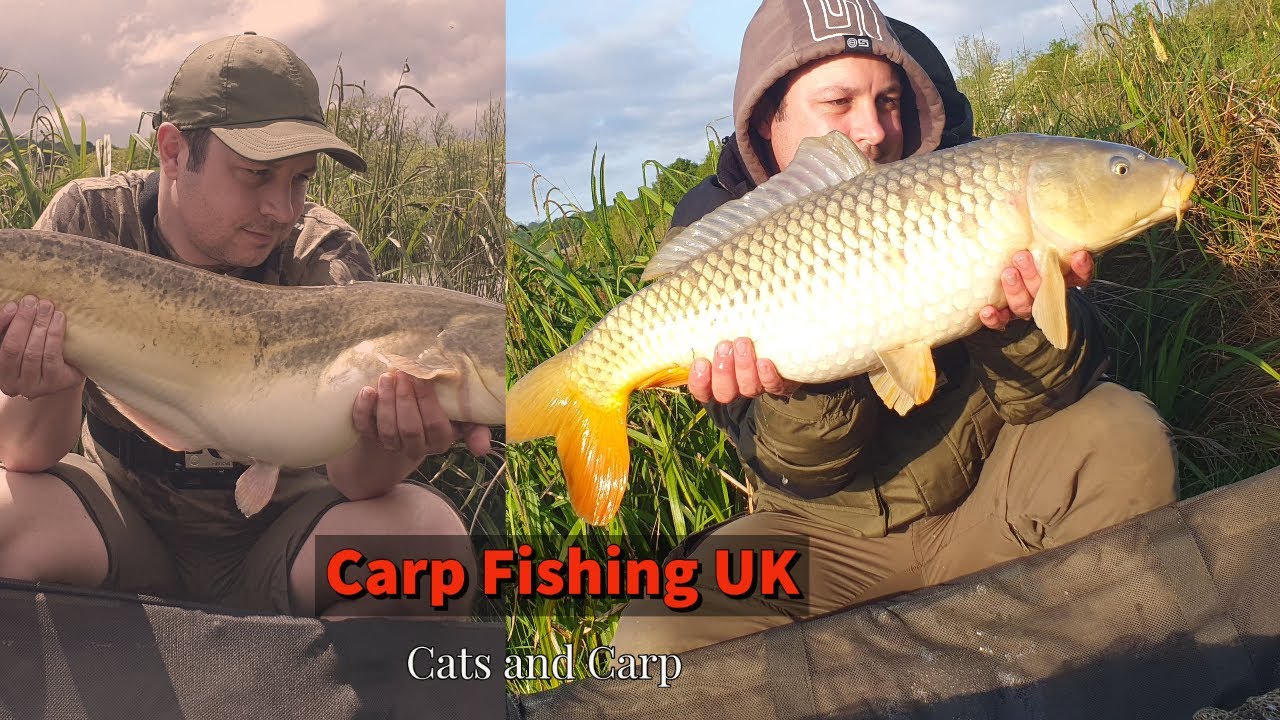 carp fishing UK - catching cats and carp
