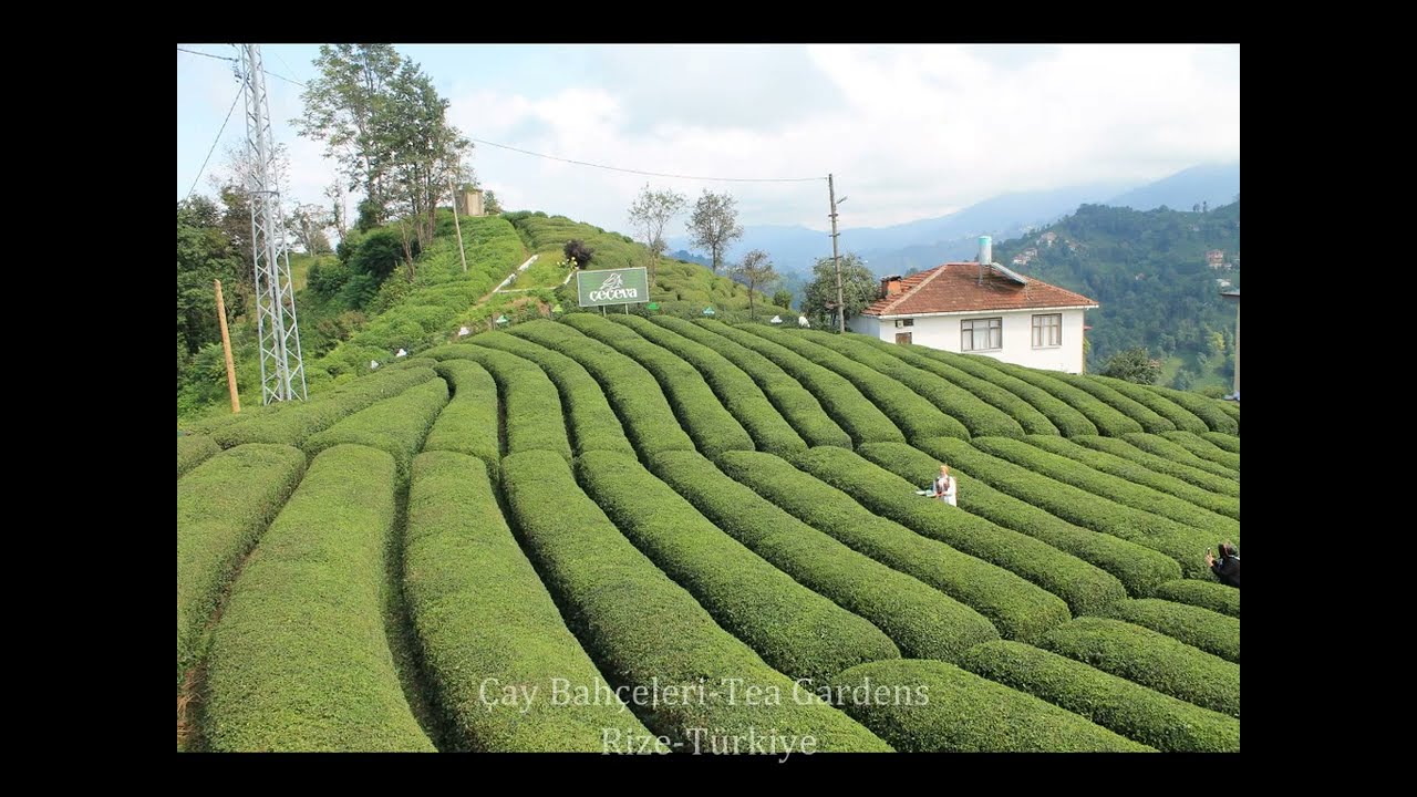 ARTVIN BLACK LAKE-  RIZE TEA GARDENS